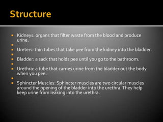    Kidneys: organs that filter waste from the blood and produce
    urine.

   Ureters: thin tubes that take pee from the kidney into the bladder.

   Bladder: a sack that holds pee until you go to the bathroom.

   Urethra: a tube that carries urine from the bladder out the body
    when you pee.

   Sphincter Muscles: Sphincter muscles are two circular muscles
    around the opening of the bladder into the urethra. They help
    keep urine from leaking into the urethra.
 