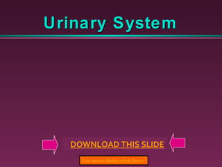 Urinary System For more slides click here     DOWNLOAD THIS SLIDE 