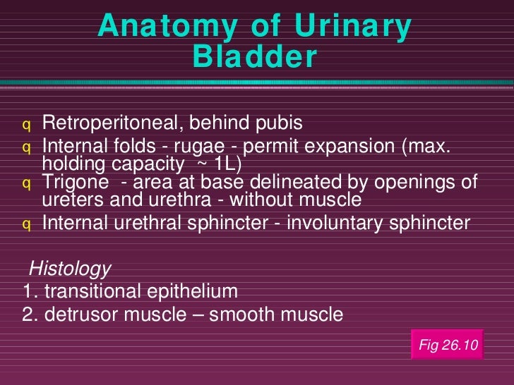 urinary-system-ppt-slide