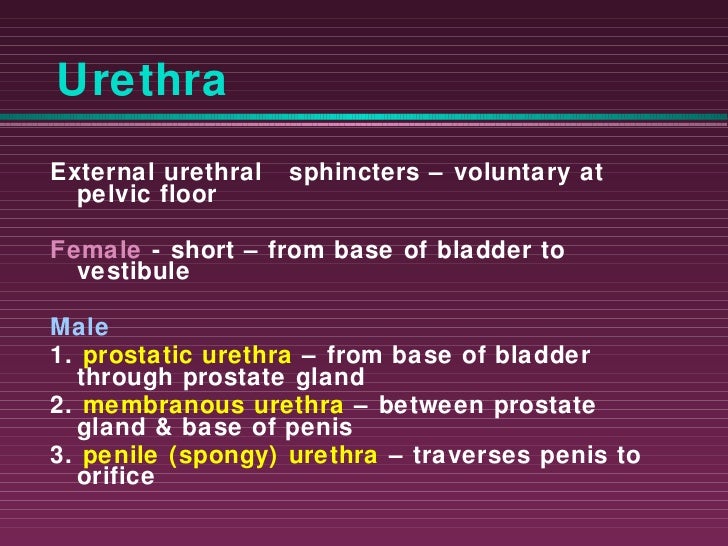 Urinary system ppt slide