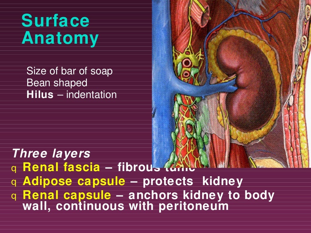 urinary-system-ppt-slide