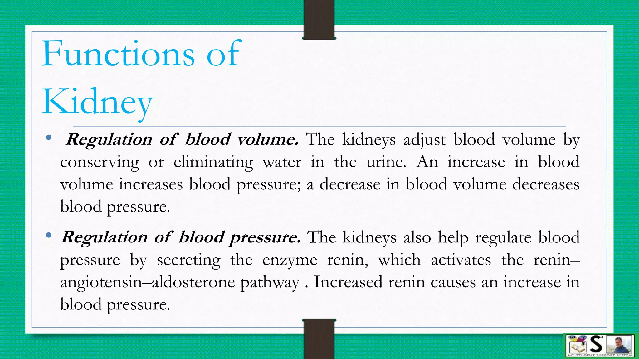 Urinary system (structure and function of kidney) english | PPTX ...