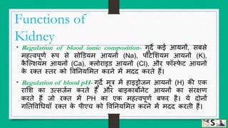 Urinary system (structure and function of kidney) hindi | PPTX