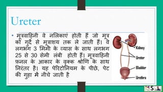 Urinary system (structure and function of kidney) hindi | PPTX