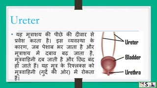 Urinary system (structure and function of kidney) hindi | PPTX