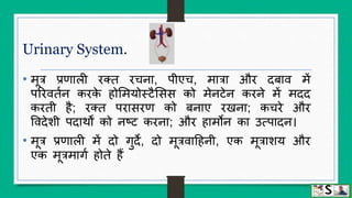 Urinary system (structure and function of kidney) hindi | PPTX