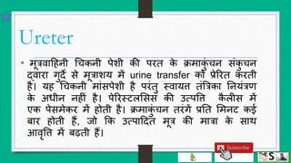 Urinary system (structure and function of kidney) hindi | PPTX