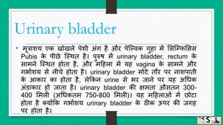 Urinary system (structure and function of kidney) hindi | PPTX