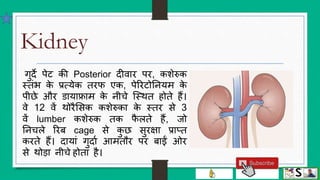 Urinary system (structure and function of kidney) hindi | PPTX