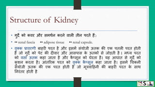 Urinary system (structure and function of kidney) hindi | PPTX