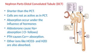 Urinary system summarised ANATOMY AND PHYSIOLOGY.pptx