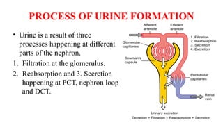 Pee Process Urinary system summarised ANATOMY AND PHYSIOLOGY.pptx