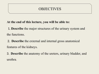 Comprehensive Overview of the Human Urinary System Anatomy and ...