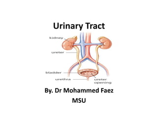 Urinary Tract By. Dr Mohammed Faez MSU 