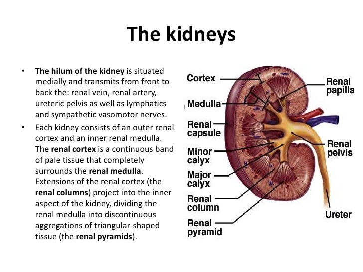 Urinary tract diagram of ureter slide 