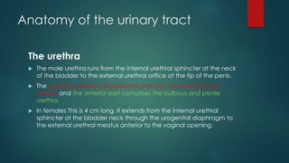 Anatomy of the urinary tract
The urethra
 The male urethra runs from the internal urethral sphincter at the neck
of the bladder to the external urethral orifice at the tip of the penis.
 The posterior urethra comprises the prostatic and membranous
urethra and the anterior part comprises the bulbous and penile
urethra.
 In females This is 4 cm long. It extends from the internal urethral
sphincter at the bladder neck through the urogenital diaphragm to
the external urethral meatus anterior to the vaginal opening.
 