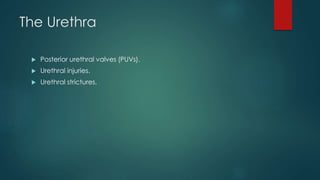The Urethra
 Posterior urethral valves (PUVs).
 Urethral injuries.
 Urethral strictures.
 
