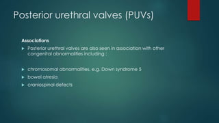 Posterior urethral valves (PUVs)
Associations
 Posterior urethral valves are also seen in association with other
congenital abnormalities including :
 chromosomal abnormalities, e.g. Down syndrome 5
 bowel atresia
 craniospinal defects
 