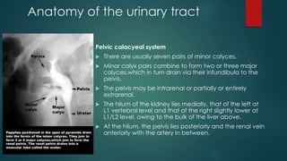 Anatomy of the urinary tract
Pelvic calacyeal system
 There are usually seven pairs of minor calyces,
 Minor calyx pairs combine to form two or three major
calyces,which in turn drain via their infundibula to the
pelvis.
 The pelvis may be intrarenal or partially or entirely
extrarenal.
 The hilum of the kidney lies medially, that of the left at
L1 vertebral level and that of the right slightly lower at
L1/L2 level, owing to the bulk of the liver above.
 At the hilum, the pelvis lies posteriorly and the renal vein
anteriorly with the artery in between.
 