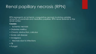 Renal papillary necrosis (RPN)
RPN represents an ischemic coagulative necrosis involving variable
amounts of pyramids and medullary papillae. RPN never extends to the
renal cortex.
Causes:
 Ischemic necrosis
• Diabetes mellitus
• Chronic obstruction, calculus
• Sickle cell disease
• Analgesics
 Necrosis due to infections
• TB
• Fungal
 