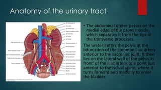 Anatomy of the urinary tract
 