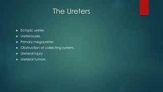 The Ureters
 Ectopic ureter.
 Ureterocele.
 Primary megaureter.
 Obstruction of collecting system.
 Ureteral injury .
 Ureteral tumors.
 
