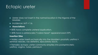 Ectopic ureter
 Ureter does not insert in the normal location in the trigone of the
bladder.
 Incidence: M:F = 1:6.
 Associations
• 80% have complete ureteral duplication.
• 30% have a ureterocele (“cobra head” appearanceon IVP)
Insertion Sites
• Males: ureter inserts ectopically into the bladder> prostatic urethra >
seminal vesicles, vas deferens, ejaculatory ducts.
• Females: ectopic ureter commonly empties into postsphincteric
urethra, vagina, tubes, perineum
 