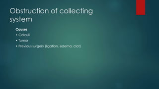 Obstruction of collecting
system
Causes
• Calculi
• Tumor
• Previous surgery (ligation, edema, clot)
 