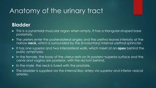 Anatomy of the urinary tract
Bladder
 This is a pyramidal muscular organ when empty. It has a triangular-shaped base
posteriorly.
 The ureters enter the posterolateral angles and the urethra leaves inferiorly at the
narrow neck, which is surrounded by the (involuntary) internal urethral sphincter.
 It has one superior and two inferolateral walls, which meet at an apex behind the
pubic symphysiss.
 In the female, the body of the uterus rests on its postero¬superior surface and the
cervix and vagina are posterior, with the rectum behind.
 In the male the neck is fused with the prostate.
 The bladder is supplied via the internal iliac artery via superior and inferior vesical
arteries.
 
