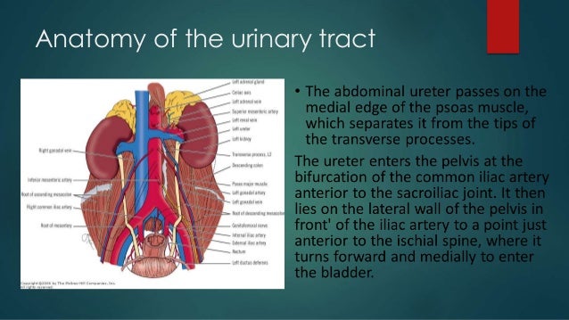 Urinary tract imaging and pathology distal ureter diagram 