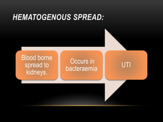 HEMATOGENOUS SPREAD:
Blood borne
spread to
kidneys.
Occurs in
bacteraemia
UTI
 