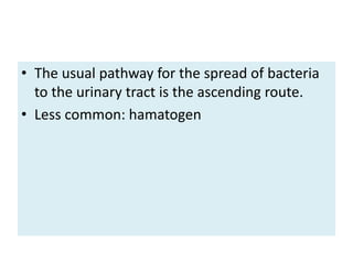 • The usual pathway for the spread of bacteria
to the urinary tract is the ascending route.
• Less common: hamatogen
 