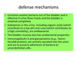 defense mechanisms
• Urination washes bacteria out of the bladder and is
effective if urine flows freely and the bladder is
emptied completely
• Substances in the urine, including organic acids (which
contribute to a low pH) and urea (which contributes to
a high osmolality), are antibacterial.
• The bladder mucosa also has antibacterial properties
• immunoglobulin A and glycoproteins (e.g., Tamm-
Horsfall protein), are actively secreted into the urine
and act to prevent adherence of bacteria to
uroendothelial cells.
 