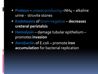  Proteus – urease producing –NH4 – alkaline
urine - struvite stones
 Endotoxins of Gram negative – decreases
ureteral peristalsis
 Hemolysin – damage tubular epithelium –
promotes invasion
 Aerobactin of E.coli – promote iron
accumulation for bacterial replication
 