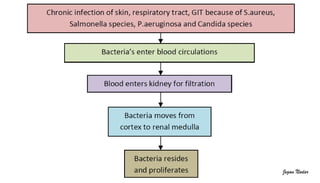 Pathophysiology of Urinary tract infection  PPT