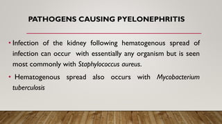 PATHOGENS CAUSING PYELONEPHRITIS
• Infection of the kidney following hematogenous spread of
infection can occur with essentially any organism but is seen
most commonly with Staphylococcus aureus.
• Hematogenous spread also occurs with Mycobacterium
tuberculosis
 