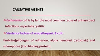 CAUSATIVE AGENTS
❖Escherichia coli is by far the most common cause of urinary tract
infections, especially cystitis.
❖Virulence factors of uropathogenic E.coli:
fimbriae(pili)organ of adhesion, alpha hemolysi (cytotoxic) and
siderophore (iron binding protein)
 