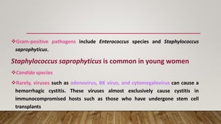 ❖Gram-positive pathogens include Enterococcus species and Staphylococcus
saprophyticus.
Staphylococcus saprophyticus is common in young women
❖Candida species
❖Rarely, viruses such as adenovirus, BK virus, and cytomegalovirus can cause a
hemorrhagic cystitis. These viruses almost exclusively cause cystitis in
immunocompromised hosts such as those who have undergone stem cell
transplants
 