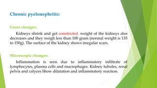 Chronic pyelonephritis:
Gross changes:
Kidneys shrink and get constricted. weight of the kidneys also
decreases and they weigh less than 100 gram (normal weight is 135
to 150g). The surface of the kidney shows irregular scars.
Microscopic changes:
Inflammation is seen due to inflammatory infiltrate of
lymphocytes, plasma cells and macrophages. Kidney tubules, renal
pelvis and calyces Show dilatation and inflammatory reaction.
 