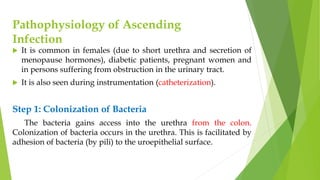 Pathophysiology of Ascending
Infection
 It is common in females (due to short urethra and secretion of
menopause hormones), diabetic patients, pregnant women and
in persons suffering from obstruction in the urinary tract.
 It is also seen during instrumentation (catheterization).
Step 1: Colonization of Bacteria
The bacteria gains access into the urethra from the colon.
Colonization of bacteria occurs in the urethra. This is facilitated by
adhesion of bacteria (by pili) to the uroepithelial surface.
 