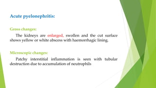Acute pyelonephritis:
Gross changes:
The kidneys are enlarged, swollen and the cut surface
shows yellow or white abscess with haemorrhagic lining.
Microscopic changes:
Patchy interstitial inflammation is seen with tubular
destruction due to accumulation of neutrophils
 