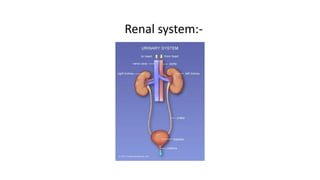 Renal system:-
 