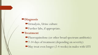 Diagnosis
Urinalysis, Urine culture
Further labs, if appropriate.
Treatment
Fluoroquinolone (or other broad spectrum antibiotic)
7-14 days of treatment (depending on severity)
May treat even longer (2-4 weeks) in males with UTI
 