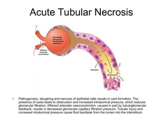 Acute Tubular Necrosis
• Pathogenesis: sloughing and necrosis of epithelial cells results in cast formation. The
presence of casts leads to obstruction and increased intraluminal pressure, which reduces
glomerular filtration. Afferent arteriolar vasoconstriction, caused in part by tubuloglomerular
feedback, results in decreased glomerular capillary filtration pressure. Tubular injury and
increased intraluminal pressure cause fluid backleak from the lumen into the interstitium.
 