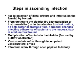 Steps in ascending infection
 1st colonization of distal urethra and introitus (in the
female) by bacteria
 From urethra to the bladder (by catheterization or
instrumentation) or in females due to short urethra,
no anti-bacterial prostatic fluid, hormonal changes
affecting adherence of bacteria to the mucosa, sex-
related urethral trauma
 Multiplication of bacteria in the bladder (favored by
outflow obstructon)
 Vesicoureteric reflux through incompetent
vesicoureteral orifice
 Intrarenal reflux through open papillae to kidney
 