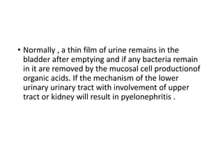 • Normally , a thin film of urine remains in the
bladder after emptying and if any bacteria remain
in it are removed by the mucosal cell productionof
organic acids. If the mechanism of the lower
urinary urinary tract with involvement of upper
tract or kidney will result in pyelonephritis .
 