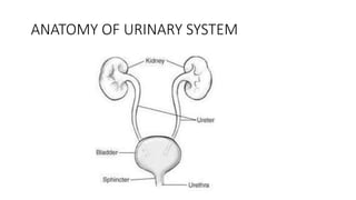 ANATOMY OF URINARY SYSTEM
 