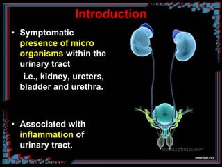 Introduction
• Symptomatic
presence of micro
organisms within the
urinary tract
i.e., kidney, ureters,
bladder and urethra.
• Associated with
inflammation of
urinary tract.
 