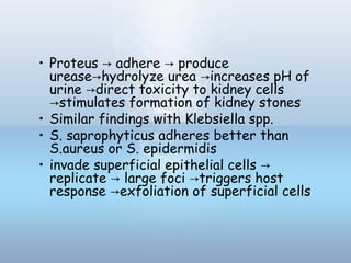• Proteus adhere produce→ →
urease hydrolyze urea increases pH of→ →
urine direct toxicity to kidney cells→
stimulates formation of kidney stones→
• Similar findings with Klebsiella spp.
• S. saprophyticus adheres better than
S.aureus or S. epidermidis
• invade superficial epithelial cells →
replicate large foci triggers host→ →
response exfoliation of superficial cells→
 