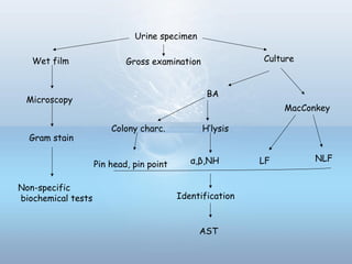 Urine specimen
Wet film Culture
Microscopy
Gram stain
Non-specific
biochemical tests
Gross examination
BA
MacConkey
LF NLF
Colony charc. H’lysis
α,β,NHPin head, pin point
Identification
AST
 